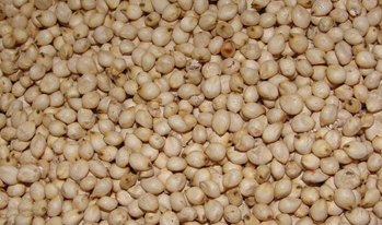 Sorghum Grain